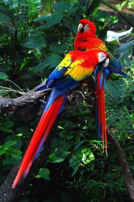  The Boy Who Talked to Birds: Exploring Brazilian Folklore's Connection to Nature and Empathy